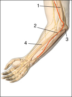 Ulnar nerve