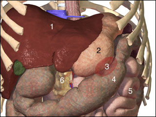 Fistula between the stomach, jejunum and colon