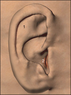 Outer ear