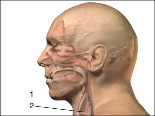 Epiglottis and glottis