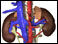 Kidneys and adrenal glands