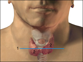 Site of thyroid ultrasound