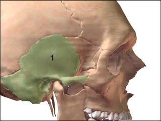 Petrositis