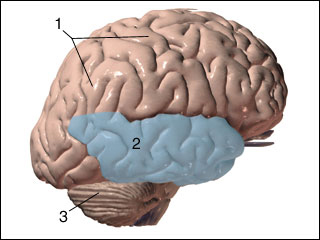 Temporal lobe