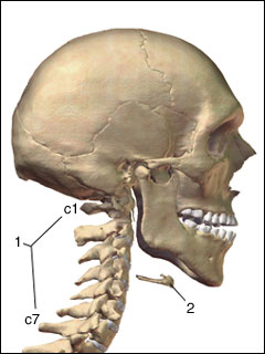Site of neck X-ray