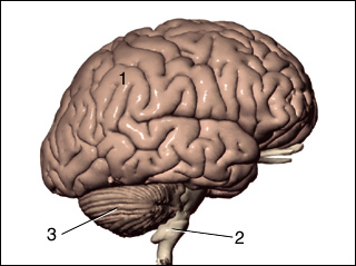 Brain structures