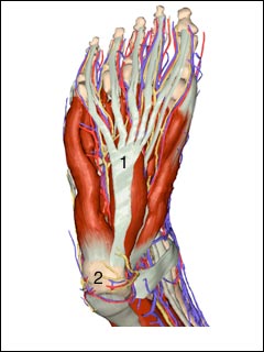 Plantar fascia