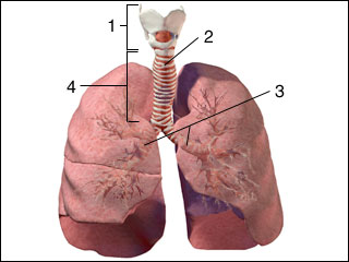 Upper airway