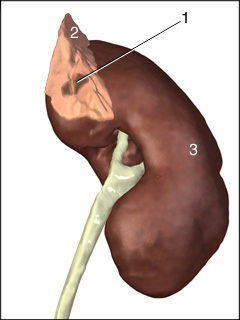 Pheochromocytoma