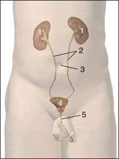 Site of kidney X-ray in males