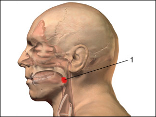 Palatine tonsil