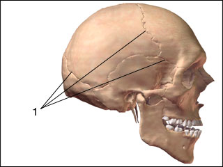 Immovable joints (bony sutures) of the skull