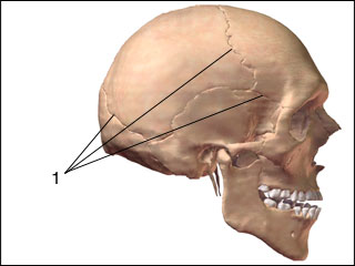all the joint of the skull are immovable