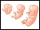 Fetal development