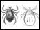 Deer tick 