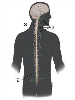 Autonomic nervous system