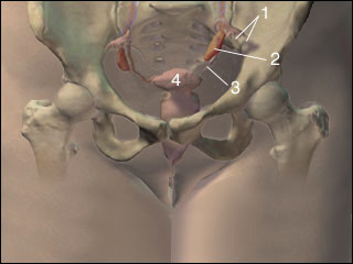 Female reproductive organs