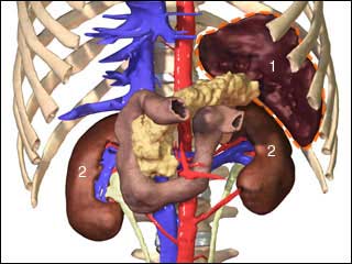 Spleen and kidneys