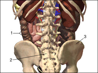 Lumbrosacral spine