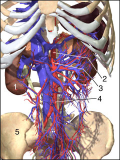 Mesenteric artery system
