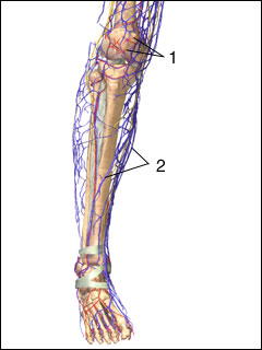 Site of extremity arteriography