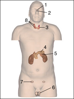 Endocrine system