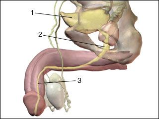 Urinary bladder and urethra