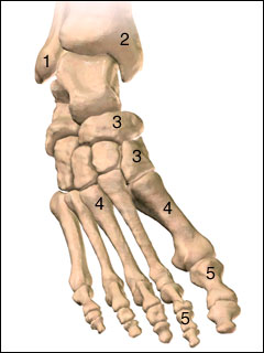 Bones of the foot