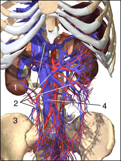 Mesenteric venous system