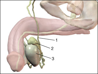 Male reproductive organs