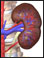 Site of renal arteriography 