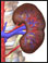 Site of renal arteriography