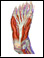 Plantar fascia