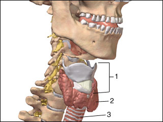 Larynx