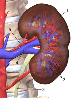 Site of renal arteriography