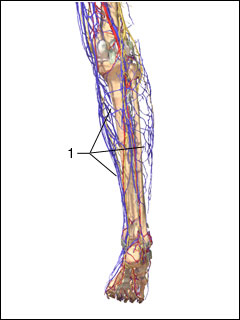 Site of lower extremity venography