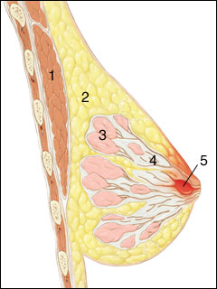 Areolar gland abscess