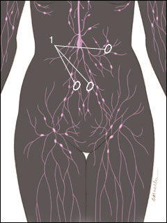 Intestinal lymph nodes