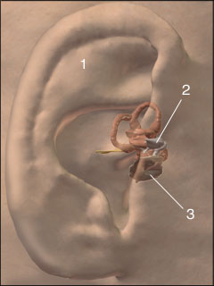 Middle ear