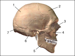 Site of skull X-ray