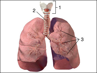 Lungs and bronchial tree