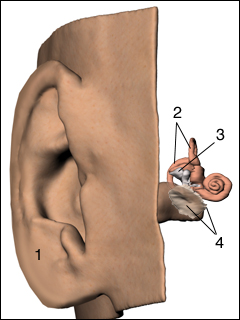 Ear