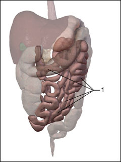 Small bowel