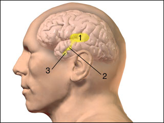 Endocrine glands within the brain