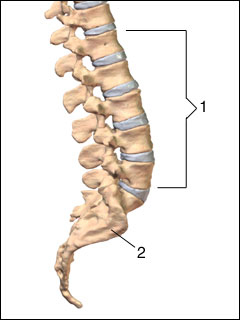 Site of lumbrosacral spine MRI