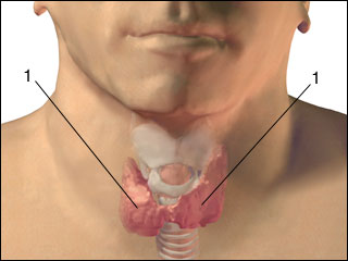 Site of thyroid scan
