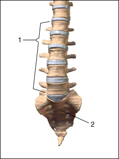 Site of lumbosacral spine X-ray