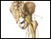 Sciatic nerve