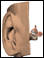 Ear