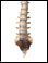 Site of lumbosacral spine X-ray